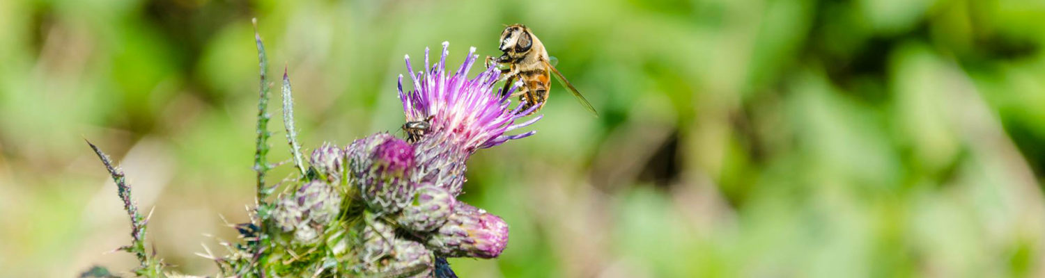 Insecte de Gaume - Photo © Gilles Bissot