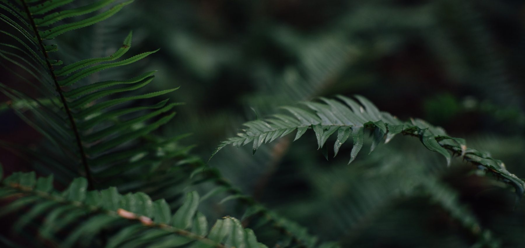 Enlèvement d’un dépôt de branches et d’herbes.