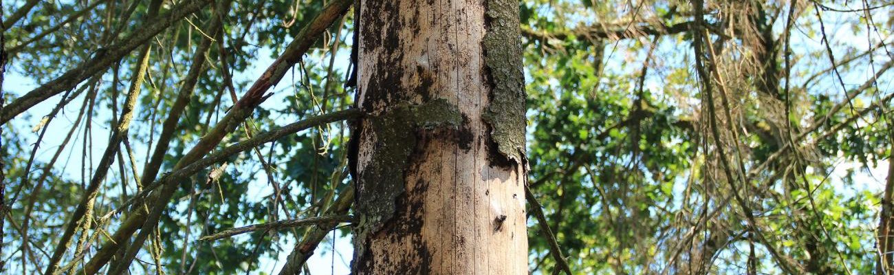 Arbre scolyté / Photo : © Parc Naturel des Sources