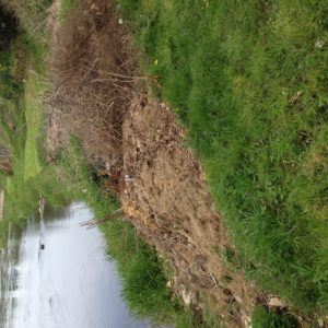 depot de branches et herbes sur une rive de la Semois