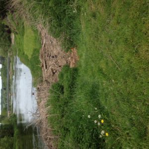 depot de branches et herbes sur une rive de la Semois